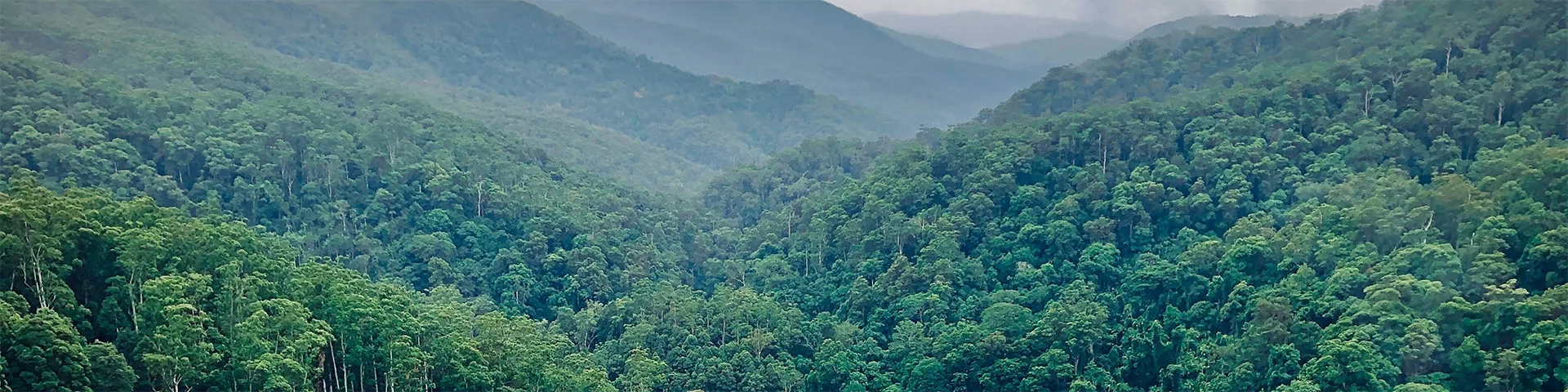 Aerial view of a forest